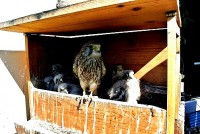 /album/a12-6-2013/budka-a-zvedavci-jpg/